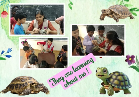 Class 2 students explored tortoise anatomy through a hands-on session with a real specimen.